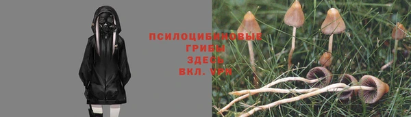 крисы Гвардейск